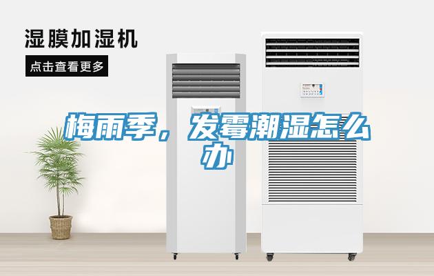 梅雨季，發霉潮濕怎么辦