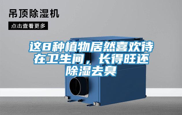 這8種植物居然喜歡待在衛生間，長得旺還除濕去臭